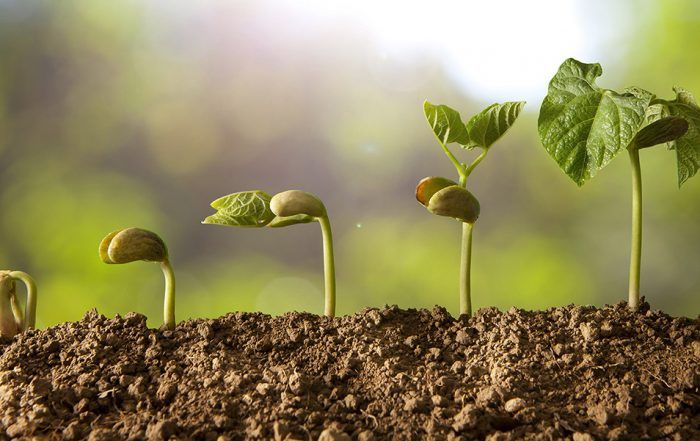 La Huerta - Pioneros