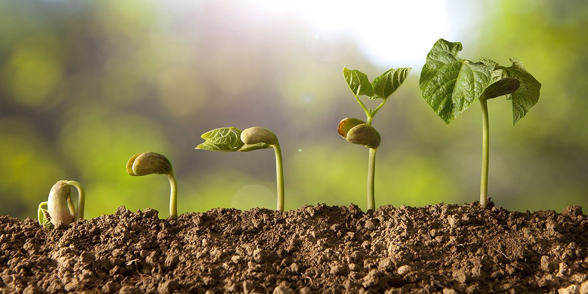 La Huerta - Pioneros