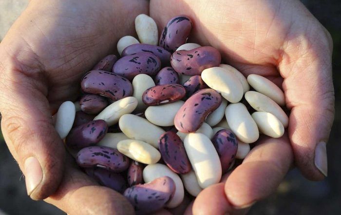 Las poderosas alubias