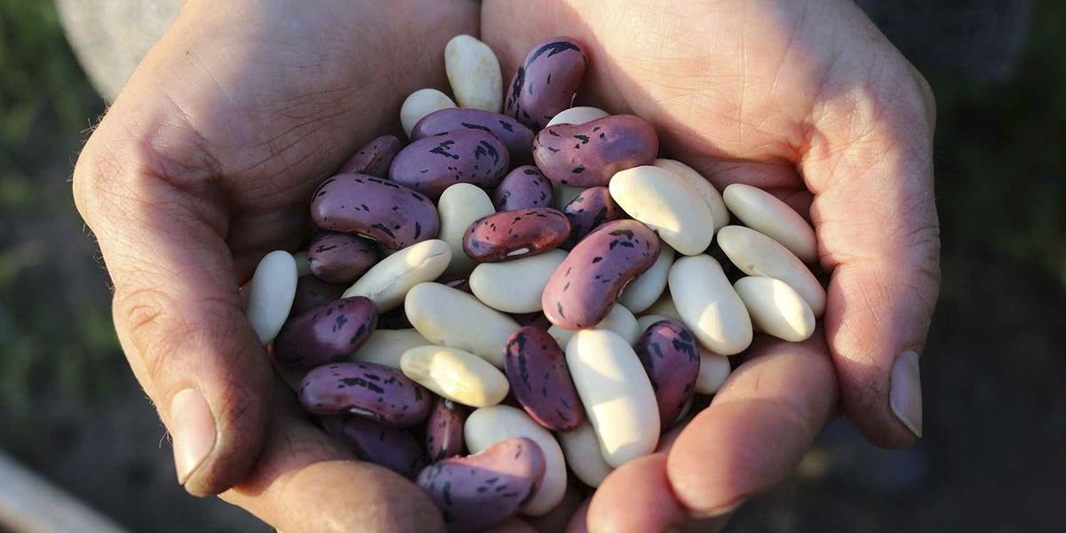 Las poderosas alubias