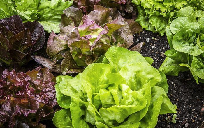 Lechugas