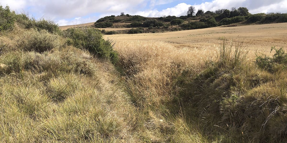 Lugar presumible de lo que fue la Fuente Goyena