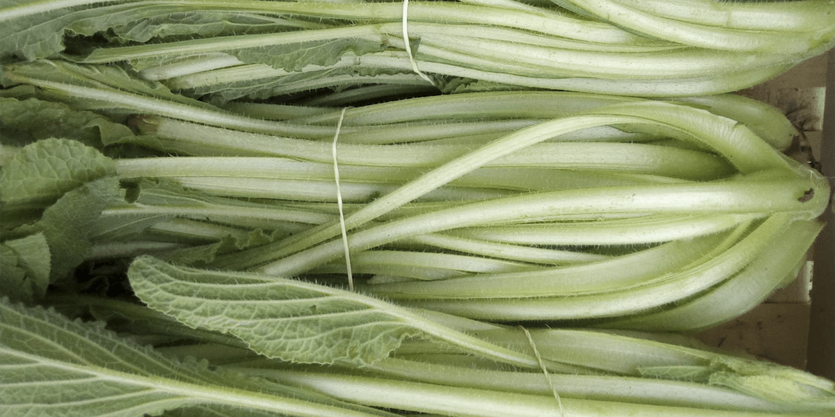 Borraja ecológica de Larrain