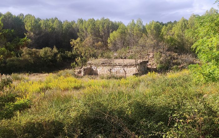 abejera Aquitana 2 Tafalla