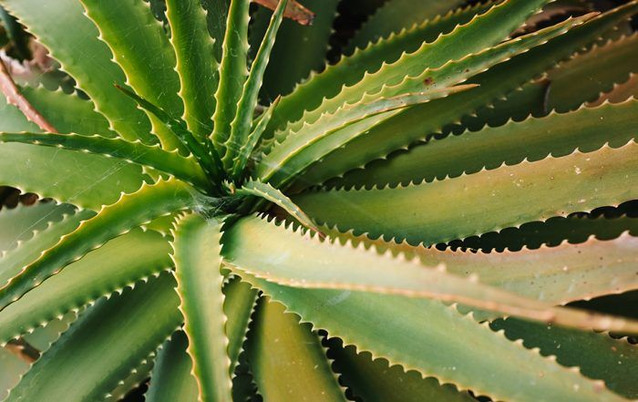 aloe vera remedio armónico