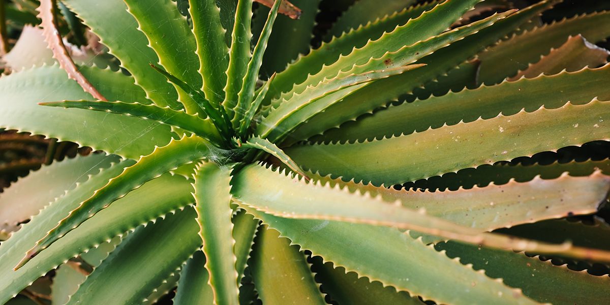 aloe vera remedio armónico