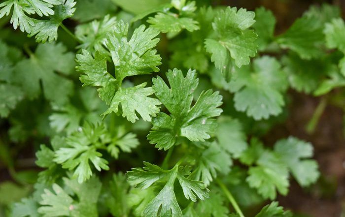 chandan-chaurasia-N73L0EzbJ8Y-unsplash