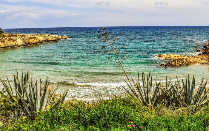 planta del aloe vera en la playa