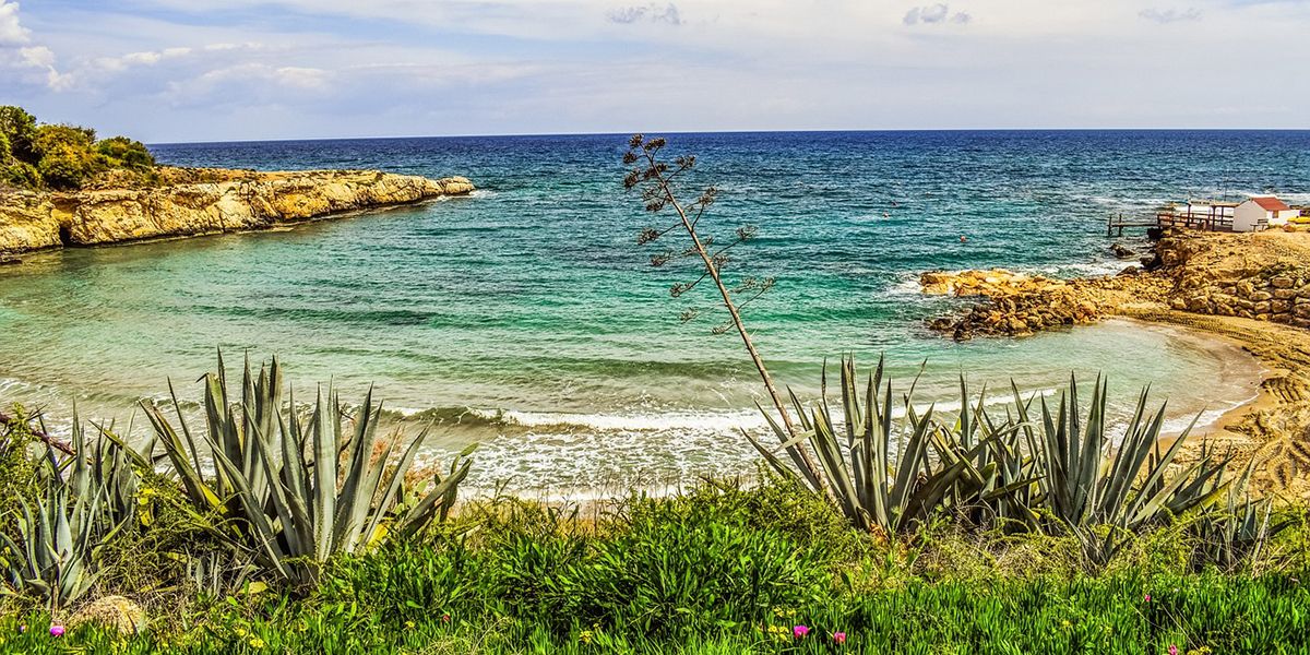 planta del aloe vera en la playa