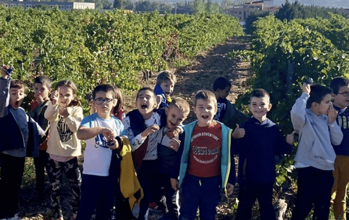 olite divino vendimia mecánica