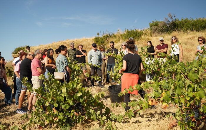 Ruta Garnacha en Puente la Reina 2025